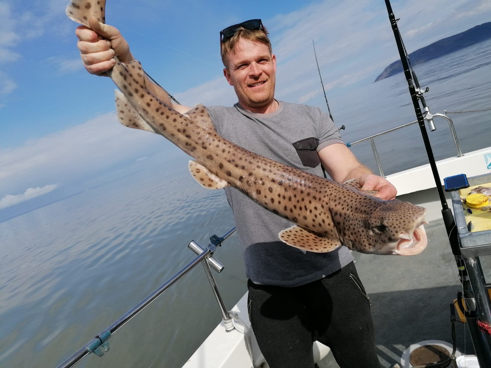 Bull Huss — Scyliorhinus stellaris